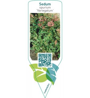 Sedum spurium ‘Variegatum’