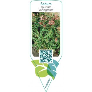 Sedum spurium ‘Variegatum’