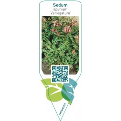 Sedum spurium ‘Variegatum’