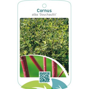 Cornus alba ‘Gouchaultii’