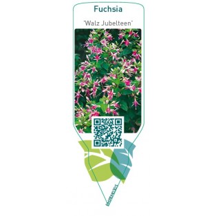 Fuchsia 'Walz Jubelteen'