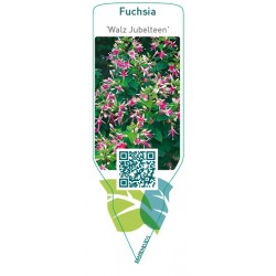 Fuchsia 'Walz Jubelteen'