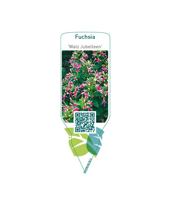 Fuchsia 'Walz Jubelteen'
