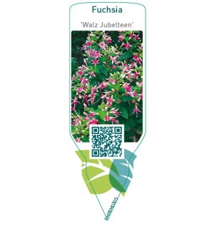 Etichette di Fuchsia 'Walz Jubelteen' *