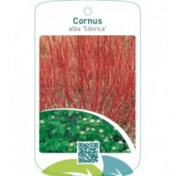 Cornus alba ‘Sibirica’
