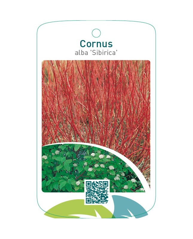 Cornus alba ‘Sibirica’