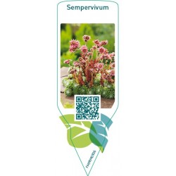 Sempervivum  flowering