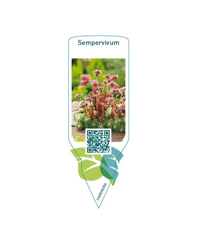 Sempervivum  flowering