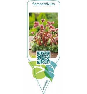 Etiquetas de Sempervivum  flowering *