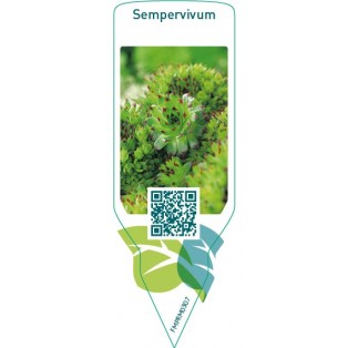 Sempervivum  mix