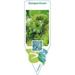 Sempervivum  mix