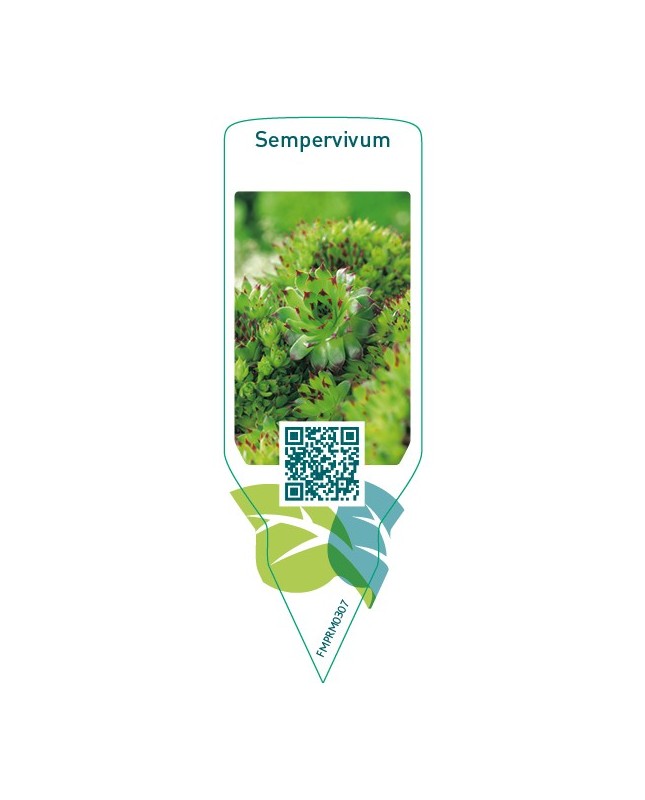 Sempervivum  mix