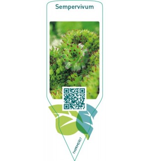 Etiquetas de Sempervivum  mix *