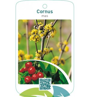Cornus mas
