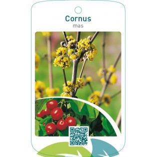 Cornus mas