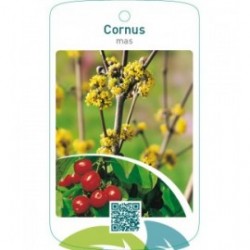 Cornus mas