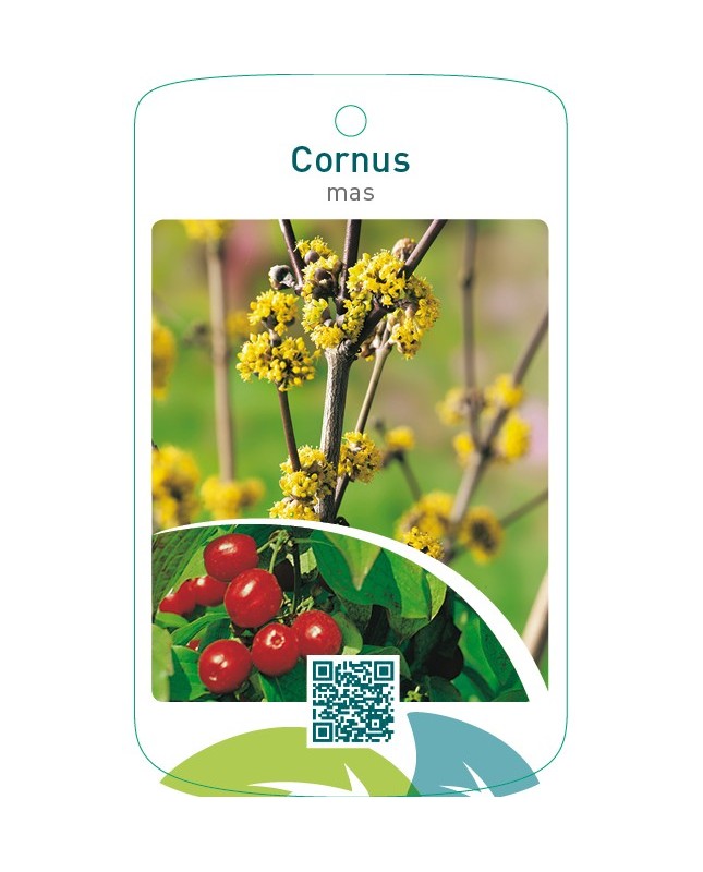 Cornus mas