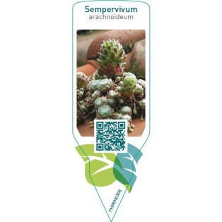 Sempervivum arachnoideum
