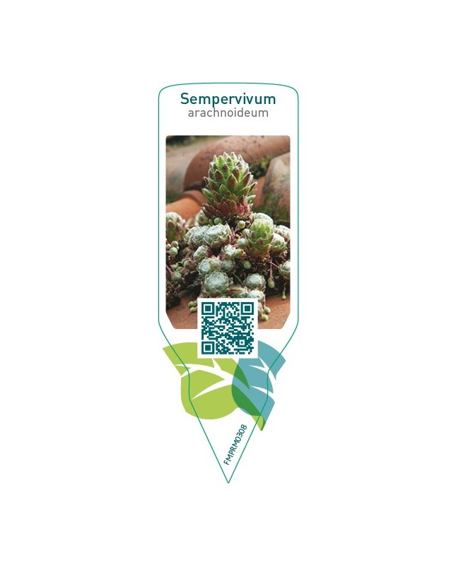 Sempervivum arachnoideum