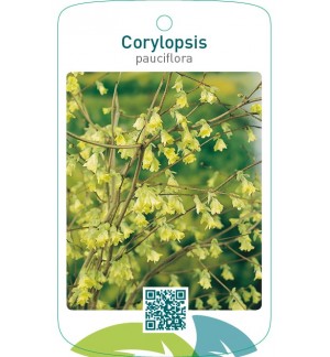 Corylopsis pauciflora