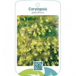 Corylopsis pauciflora