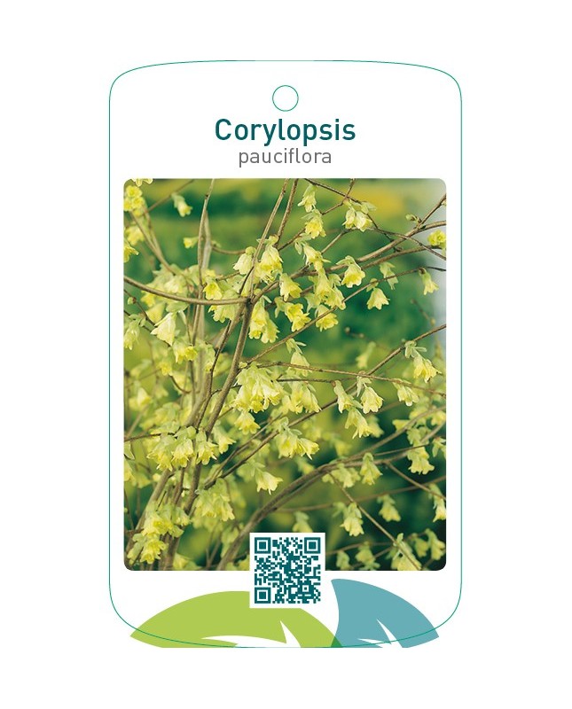 Corylopsis pauciflora