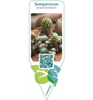 Etichette di Sempervivum arachnoidium *