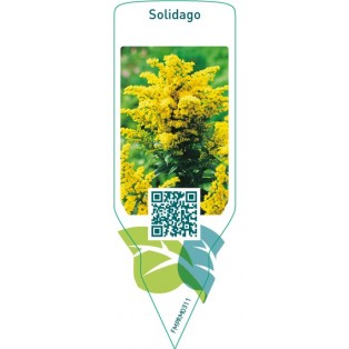 Solidago  upgoing