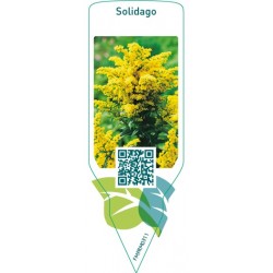Solidago  upgoing