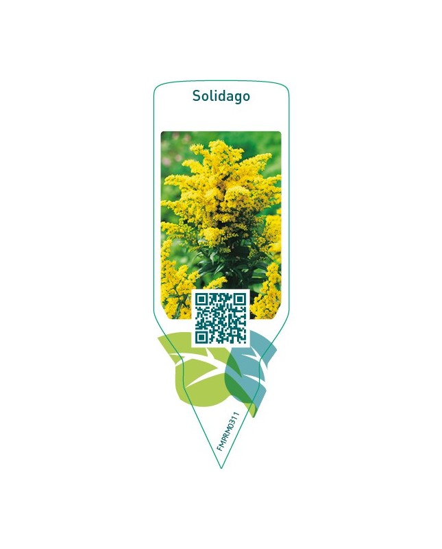Solidago  upgoing