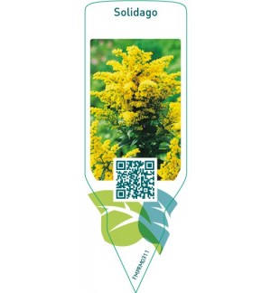 Etichette di Solidago  upgoing *