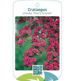 Crataegus xmedia ‘Paul’s Scarlet’