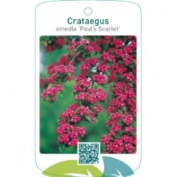 Crataegus xmedia ‘Paul’s Scarlet’