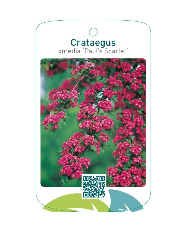 Crataegus xmedia ‘Paul’s Scarlet’