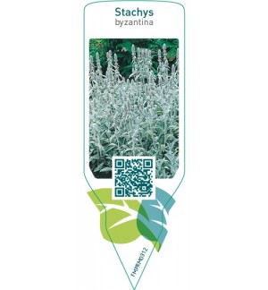 Stachys byzantina