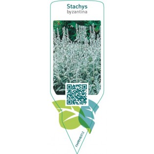 Stachys byzantina