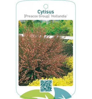 Cytisus [Preacox Group] ‘Hollandia’