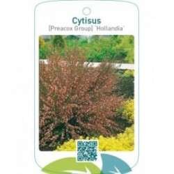 Cytisus [Preacox Group] ‘Hollandia’