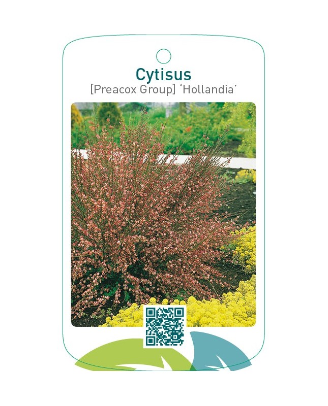Cytisus [Preacox Group] ‘Hollandia’