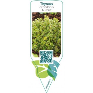 Thymus citriodorus ‘Aureus’