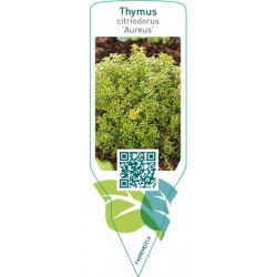 Thymus citriodorus ‘Aureus’