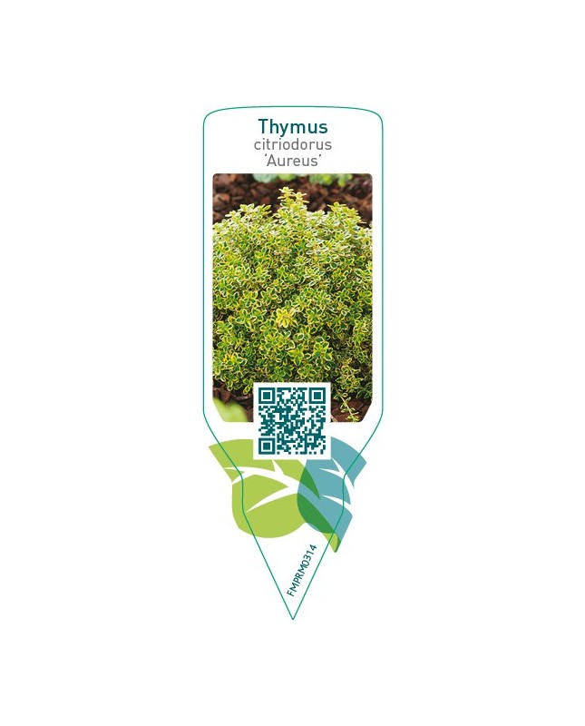 Thymus citriodorus ‘Aureus’