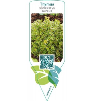 Etiquetas de Thymus citriodorus ‘Aureus’  *
