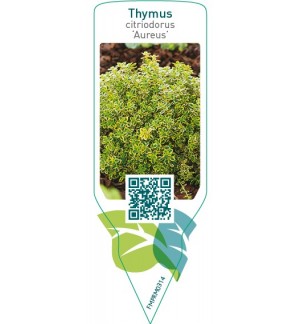 Etichette di Thymus citriodorus ‘Aureus’ *