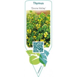 Thymus ‘Doone Valley’