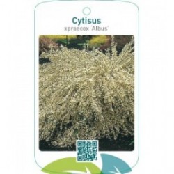 Cytisus xpraecox ‘Albus’