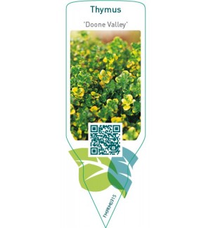 Etiquetas de Thymus ‘Doone Valley’ *