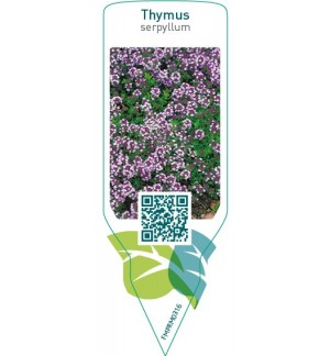 Thymus serpyllum  pink