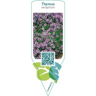 Thymus serpyllum  pink