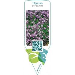Thymus serpyllum  pink